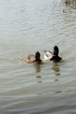 水郷のカモさん