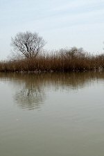 近江 水郷 #1